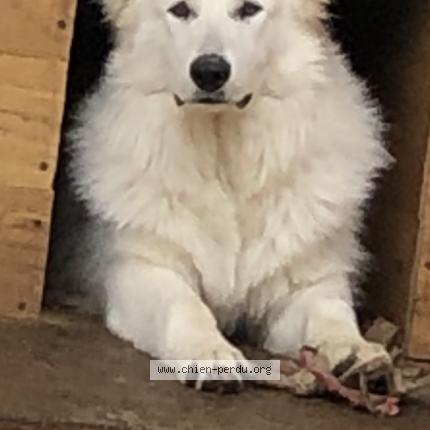 Photo de chien perdu à Change