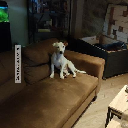 Photo 1/1 Chien retrouvé Perdu à Le tallud