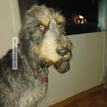 Photo 1/1 Chien retrouvé Perdu à Champ sur drac