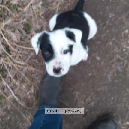Photo 1/1 Chien retrouvé Perdu à Plouray