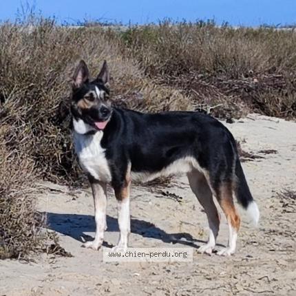 Photo 1/1 Chien retrouvé Perdu à Clis