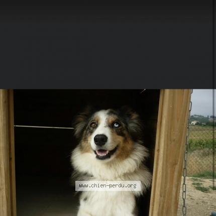 Photo 1/1 Chien retrouvé Perdu à Saint vincent lespinasse