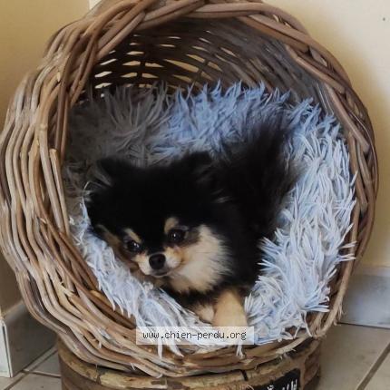 Photo 1/1 Chien retrouvé Perdu à Coulaures