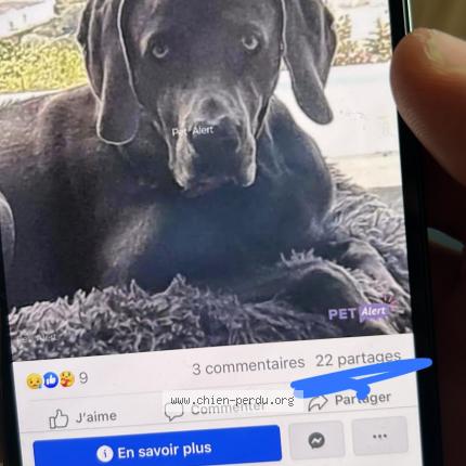 Photo 1/1 Chien retrouvé Perdu à Le cannet