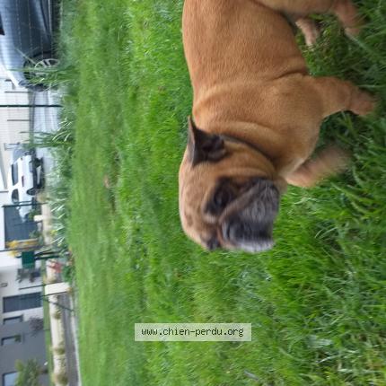 Photo 1/1 Chien retrouvé Trouvé à Lehon