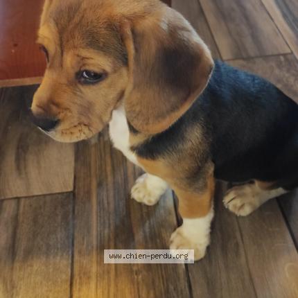Photo de chien perdu à St Pierre Les Elbeuf