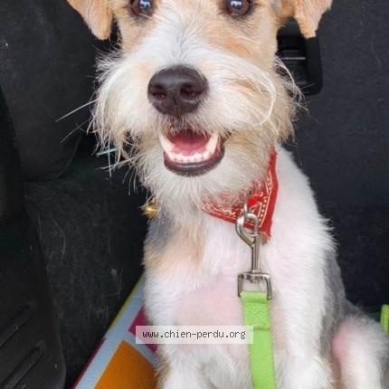 Photo 1/1 Chien retrouvé Perdu à Vouille
