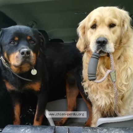 Photo 1/1 Chien retrouvé Perdu à Albi