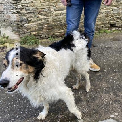 Photo 1/1 Chien retrouvé Trouvé à Bretteville