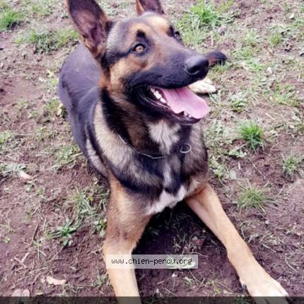 Photo 1/1 Chien retrouvé Perdu à Limay