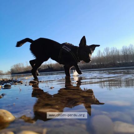 Photo 1/1 Chien retrouvé Perdu à Marmande