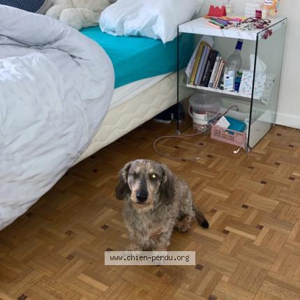 Photo 1/1 Chien retrouvé Perdu à Quint fonsegrives