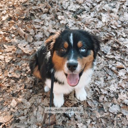 Photo 1/1 Chien retrouvé Perdu à Sotteville les rouen