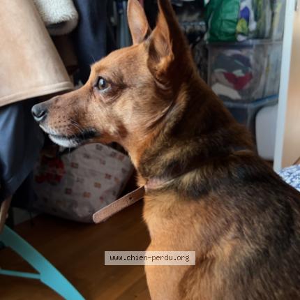 Photo 1/1 Chien retrouvé Perdu à Bieville beuville