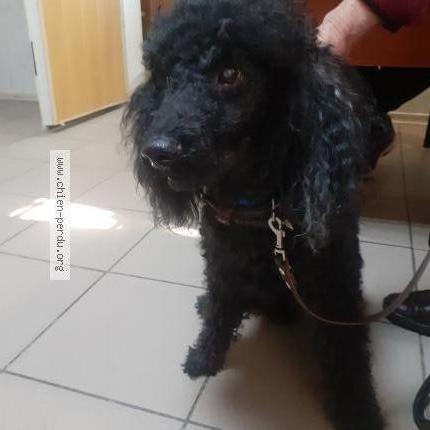 Photo 1/1 Chien retrouvé Perdu à La loge