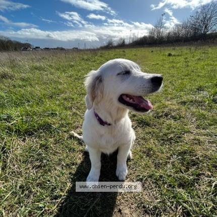Photo 1/1 Chien retrouvé Perdu à Etampes
