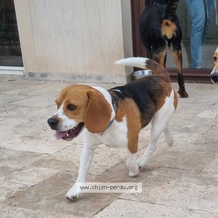 Photo de chien trouvé à Lauris