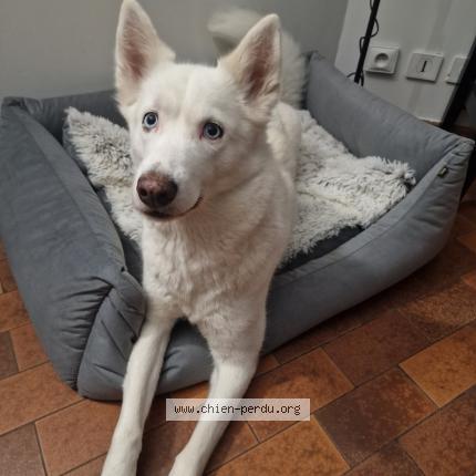 Photo 1/1 Chien retrouvé Perdu à Clamart