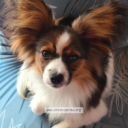 Photo de chien perdu à Obernai