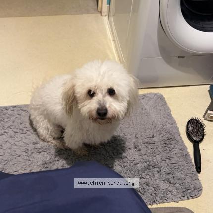 Photo 1/1 Chien retrouvé Perdu à Rennes