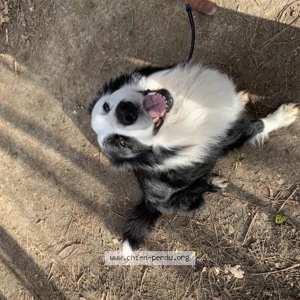 Photo 1/1 Chien retrouvé Trouvé à Vitry sur seine