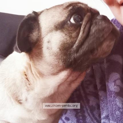 Photo 1/1 Chien retrouvé Perdu à Talmont st hilaire