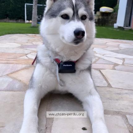 Photo 1/1 Chien retrouvé Perdu à Montier mornex