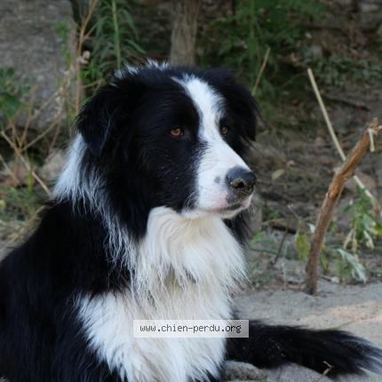 Photo 1/1 Chien retrouvé Perdu à St christol lez ales