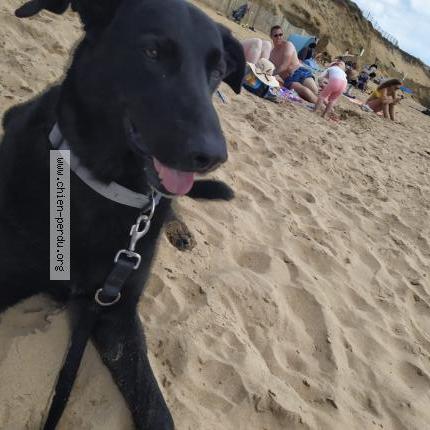 Photo 1/1 Chien retrouvé Perdu à Saint nabord