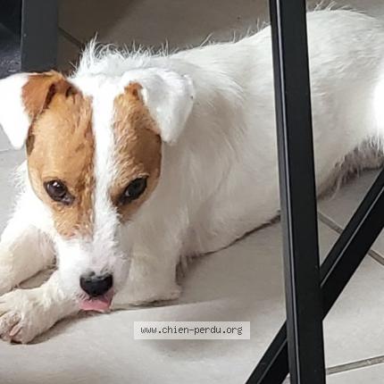 Photo 1/1 Chien retrouvé Perdu à Tauxigny