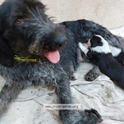 Photo 1/1 Chien retrouvé Perdu à St christol lez ales