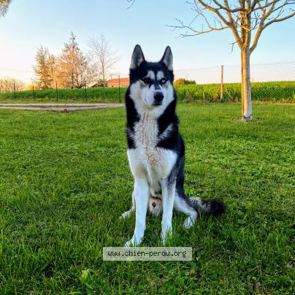 Photo de chien perdu à Thaire