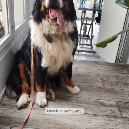 Photo 1/2 Chien retrouvé Trouvé à Vaucresson