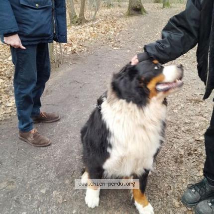 Photo 2/2 Chien retrouvé Trouvé à Vaucresson