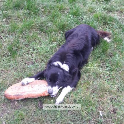 Photo 1/1 Chien retrouvé Perdu à Treuzy levelay