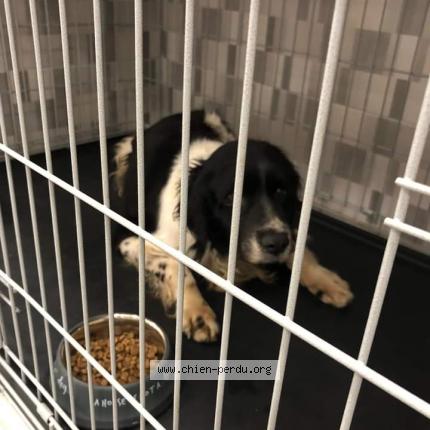 Photo 1/1 Chien retrouvé Trouvé à Soussans