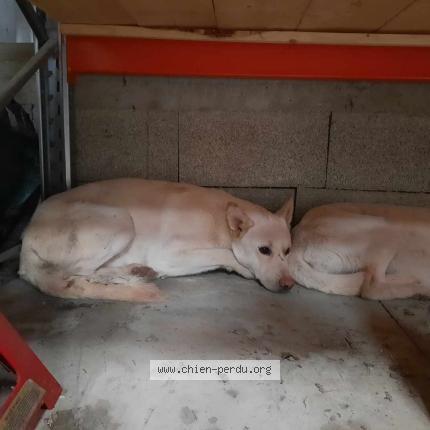 Photo de chien trouvé à Ratte