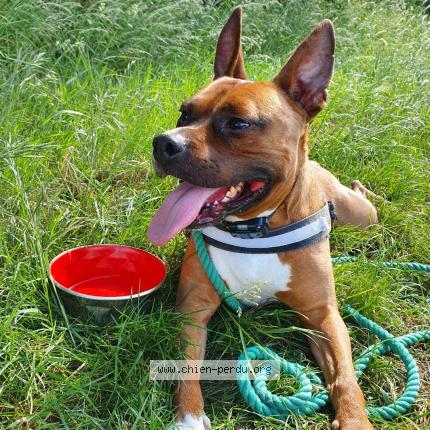 Photo 1/1 Chien retrouvé Perdu à Nanteuil les meaux
