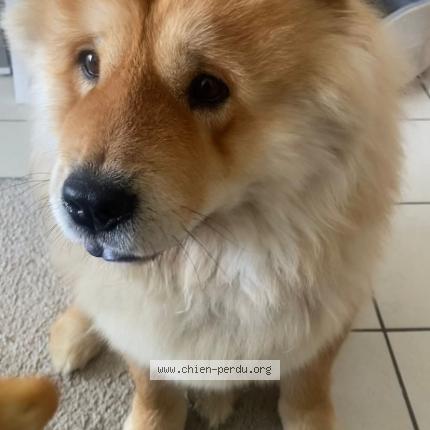 Photo 1/1 Chien retrouvé Perdu à Paris