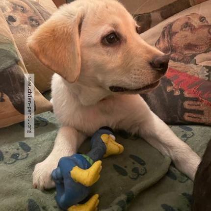 Photo de chien perdu à Bailleau Armenonville