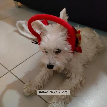 Photo de chien perdu à Saint Georges De Didonne