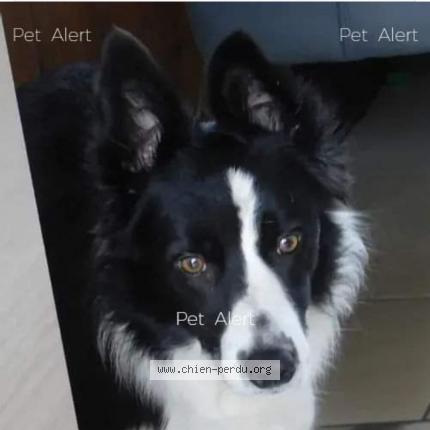 Photo de chien perdu à Scrignac