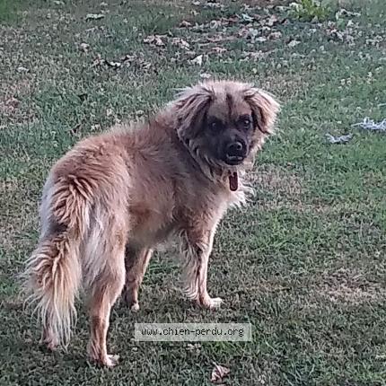 Photo 1/1 Chien retrouvé Perdu à Sainte foy de peyrolieres