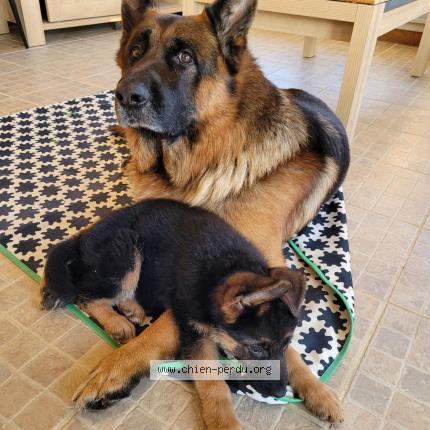 Photo 1/1 Chien retrouvé Perdu à Val couesnon