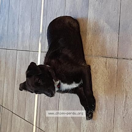 Photo 1/1 Chien retrouvé Perdu à Bras