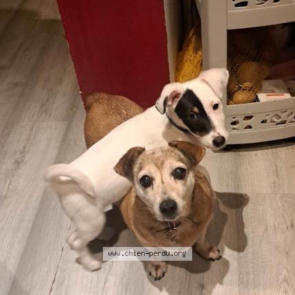 Photo 1/1 Chien retrouvé Perdu à Laval 53