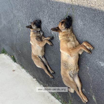 Photo de chien trouvé à Thezan Les Beziers