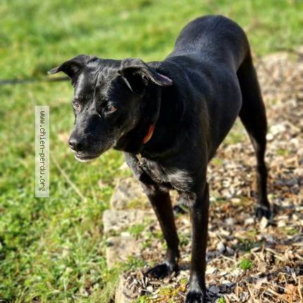 Photo de chien perdu à Carnoles