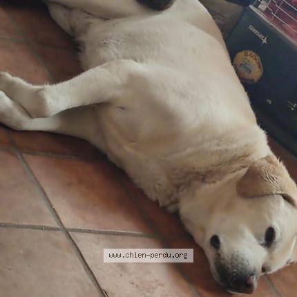 Photo 1/1 Chien retrouvé Perdu à Ordonnac