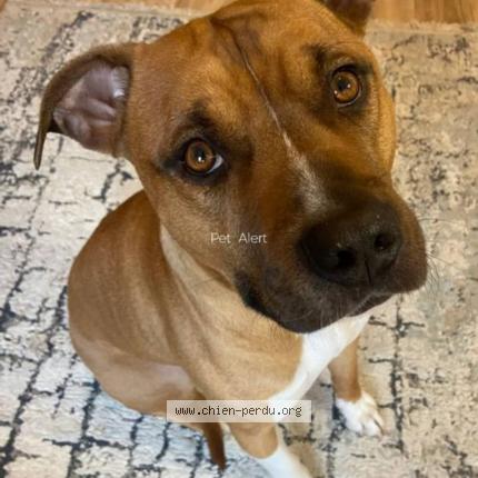 Photo 1/1 Chien retrouvé Perdu à Luplante